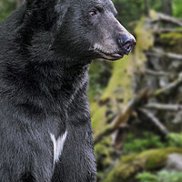 Buy canvas prints of American Black Bear in Forest by Arterra 