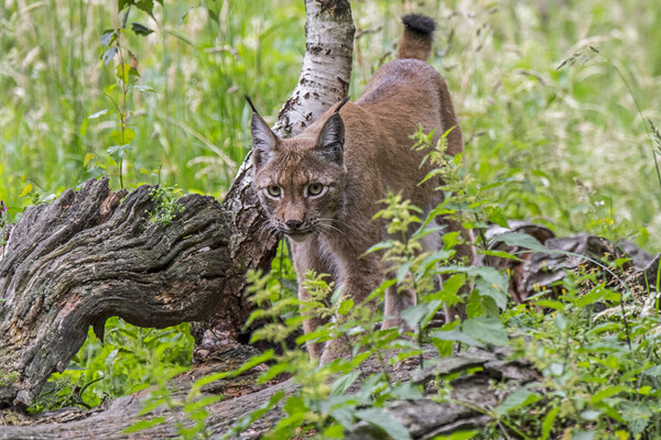 Young Eurasian Lynx  Picture Board by Arterra 