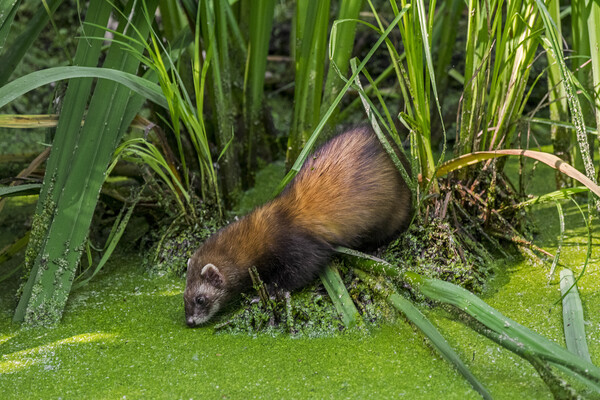 Polecat Drinking Water from Pond Picture Board by Arterra 