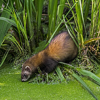 Buy canvas prints of Polecat Drinking Water from Pond by Arterra 