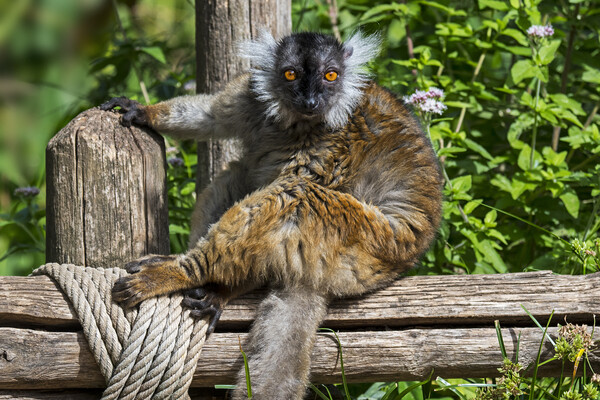 Black Lemur Picture Board by Arterra 