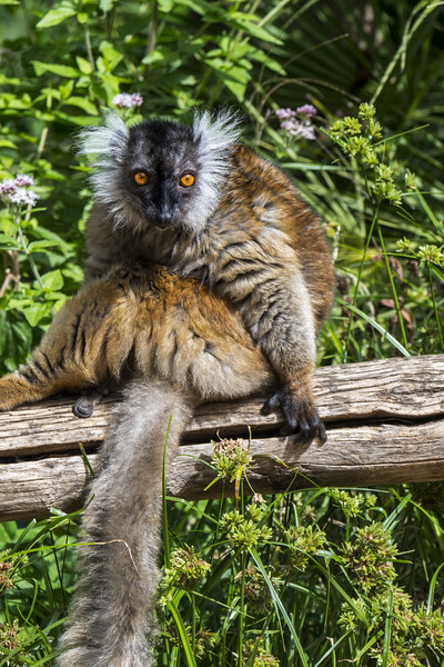 Black Lemur from Madagascar Picture Board by Arterra 