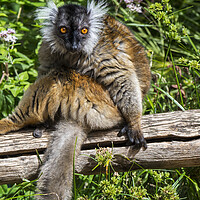 Buy canvas prints of Black Lemur from Madagascar by Arterra 