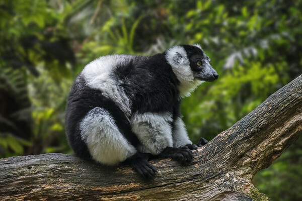 Black-and-White Ruffed Lemur Picture Board by Arterra 