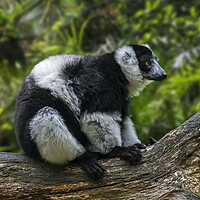 Buy canvas prints of Black-and-White Ruffed Lemur by Arterra 