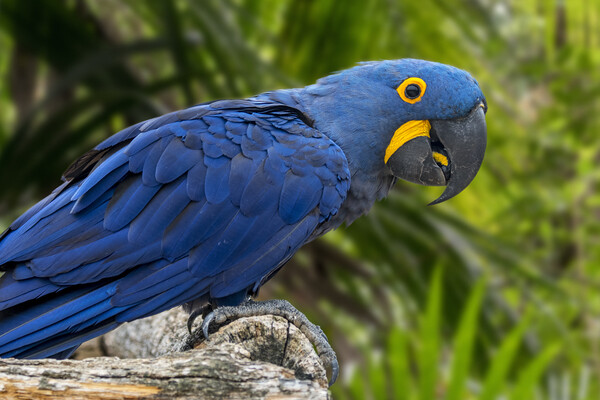 Hyacinth Macaw Picture Board by Arterra 