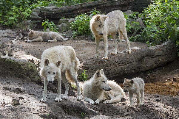 White Wolf Pack with Pups Picture Board by Arterra 