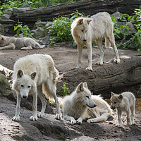 Buy canvas prints of White Wolf Pack with Pups by Arterra 