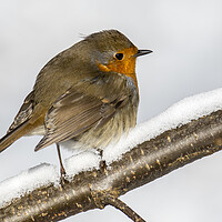Buy canvas prints of European Robin in the Snow by Arterra 