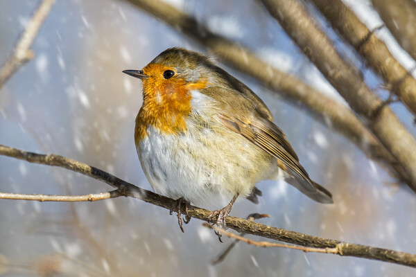 European Robin during Snow Shower in Winter Picture Board by Arterra 