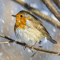 Buy canvas prints of European Robin during Snow Shower in Winter by Arterra 