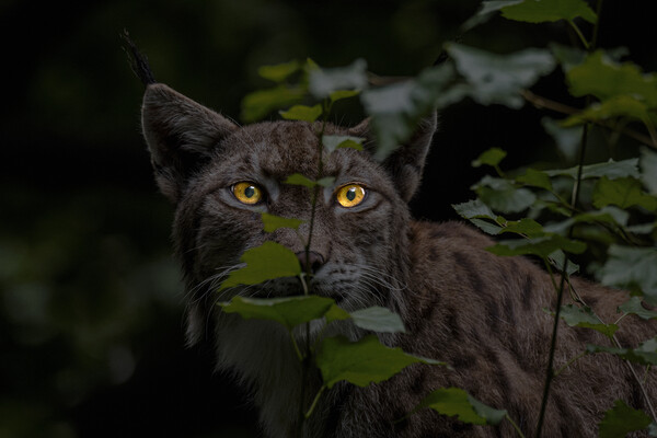 Lynx Hunting at Night Picture Board by Arterra 