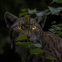 Buy canvas prints of Lynx Hunting at Night by Arterra 