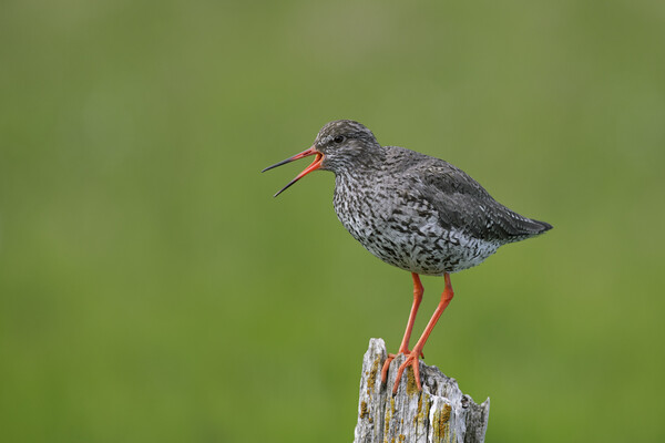 Common Redshank Calling Picture Board by Arterra 