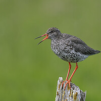 Buy canvas prints of Common Redshank Calling by Arterra 