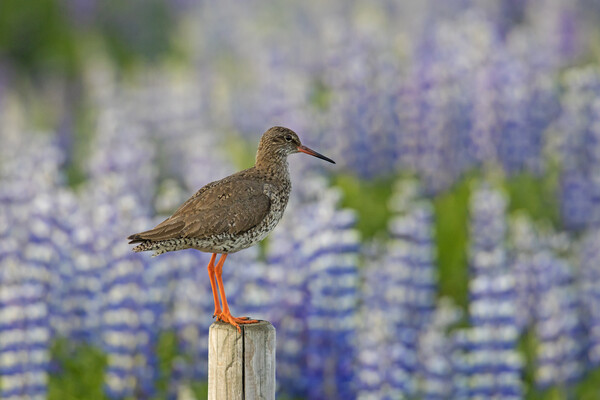 Redshank and Lupines Picture Board by Arterra 