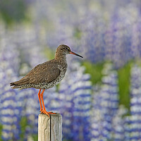 Buy canvas prints of Redshank and Lupines by Arterra 
