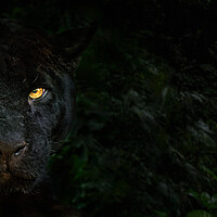 Buy canvas prints of Black Panther in the Jungle at Night by Arterra 