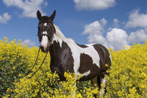 Pinto American Indian Horse in Field Picture Board by Arterra 
