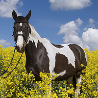 Buy canvas prints of Pinto American Indian Horse in Field by Arterra 
