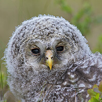 Buy canvas prints of Ural Owl Owlet by Arterra 