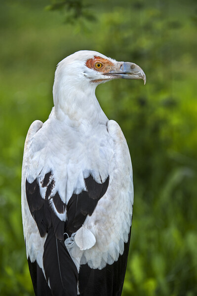Palm-Nut Vulture Picture Board by Arterra 