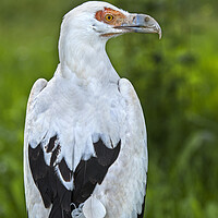 Buy canvas prints of Palm-Nut Vulture by Arterra 