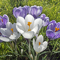 Buy canvas prints of White and Purple Crocuses by Arterra 