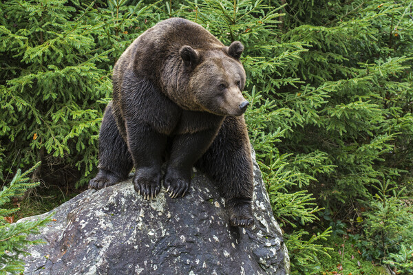 Eurasian Brown Bear on Rock in Forest Picture Board by Arterra 