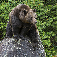 Buy canvas prints of Eurasian Brown Bear on Rock in Forest by Arterra 