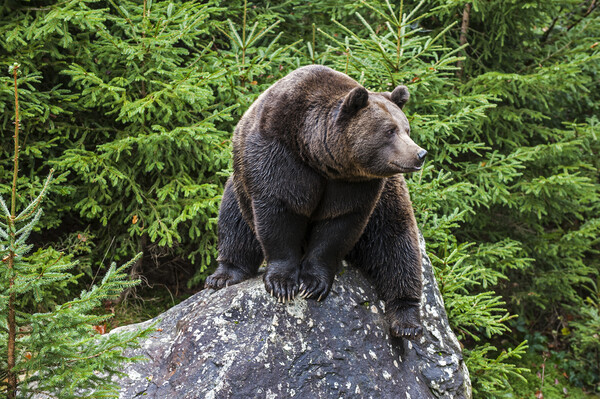 European Brown Bear on Rock in Wood Picture Board by Arterra 