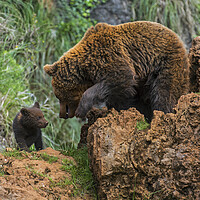 Buy canvas prints of Brown Bear with Cub by Arterra 