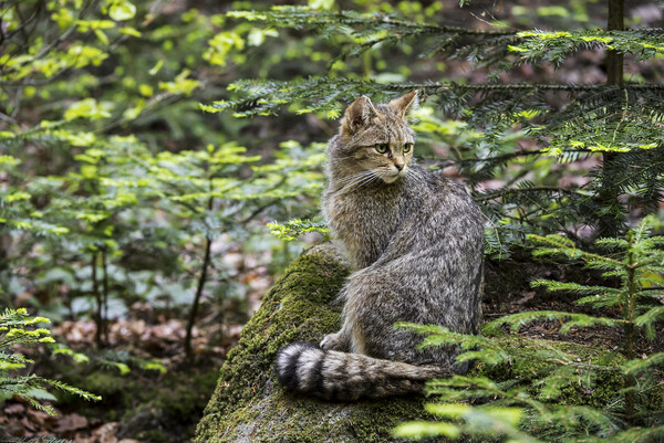 European Wildcat in Woodland Picture Board by Arterra 