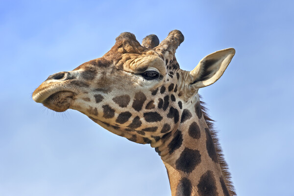 Giraffe Close Up Picture Board by Arterra 