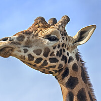 Buy canvas prints of Giraffe Close Up by Arterra 