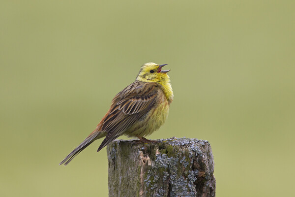Yellowhammer Singing in Spring Picture Board by Arterra 