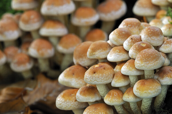Brick Cap Mushrooms in Woodland Picture Board by Arterra 