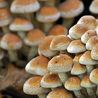 Buy canvas prints of Brick Cap Mushrooms in Woodland by Arterra 