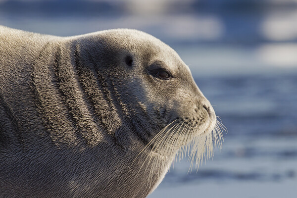 Bearded Seal in Svalbard Picture Board by Arterra 