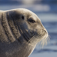 Buy canvas prints of Bearded Seal in Svalbard by Arterra 