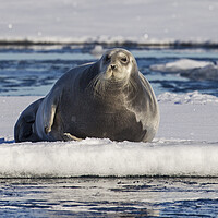 Buy canvas prints of Bearded Seal on Ice Floe, Svalbard by Arterra 