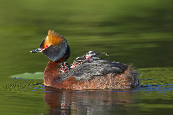 Horned Grebe Swimming with Chicks Picture Board by Arterra 