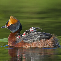 Buy canvas prints of Horned Grebe Swimming with Chicks by Arterra 