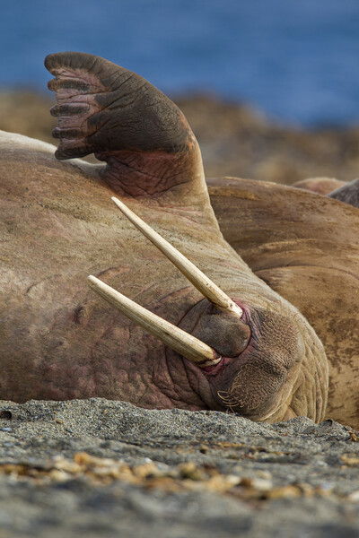 Sleepy Walrus in Svalbard Picture Board by Arterra 