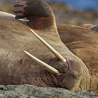 Buy canvas prints of Sleepy Walrus in Svalbard by Arterra 