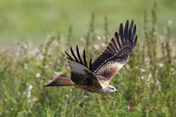 Red Kite Flying over Meadow Picture Board by Arterra 