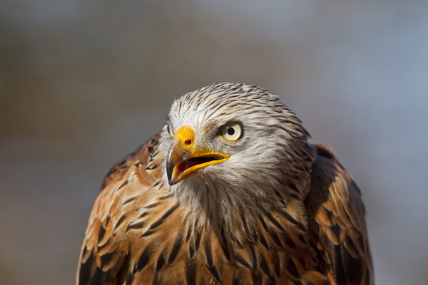 Red Kite Close-Up Portrait Picture Board by Arterra 