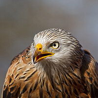 Buy canvas prints of Red Kite Close-Up Portrait by Arterra 