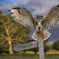 Buy canvas prints of Eurasian Eagle Owl by Arterra 