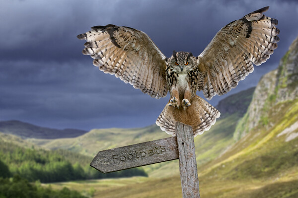 Eagle Owl (Bubo bubo) Landing on Signpost Picture Board by Arterra 